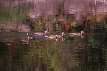Mallard ducks on the water
