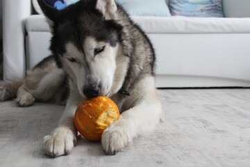 siberian husky dog eating pumpkin