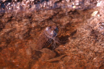 Close up of a frog in a pool of water