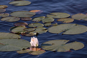 water lily in the pond