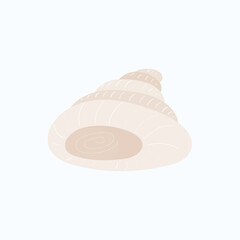  shell isolated on white background