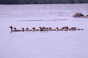 Flock of Common Merganser ducks on the water