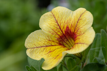 Close up of a yellow garden petunia in bloom
