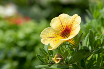 Fototapeta premium Close up of a yellow garden petunia in bloom