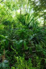 Obraz premium detail from a Mediterranean park on the Adriatic coast, Croatia, sunny day, summer