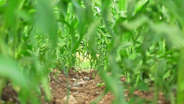 Focus in the middle of organic community vegetable garden with corn sidling. Community kitchen garden in the small neighbourhood at summer. Corn leaves in small urban farm.