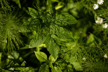 Flowering green forest on sunset , spring nature background