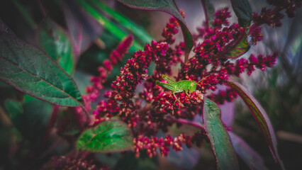 Green cricket at sunset