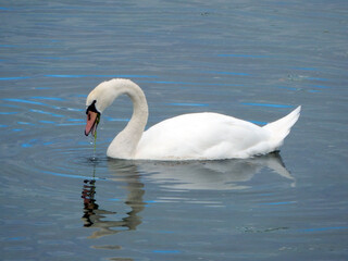 swan on the sea
