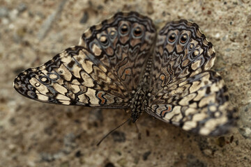 Grey Cracker Butterfly