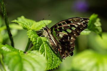 Tailed Jay Butterfly