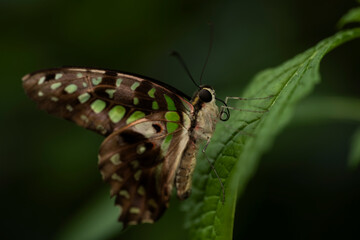 Tailed Jay Butterfly