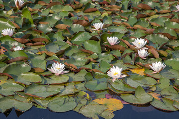 blooming water lilies on lake Bled