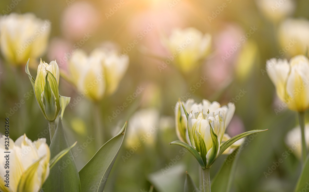 Canvas Prints white tulip flowers on bright background