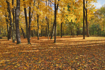 large dark gold leaves under autumn trees