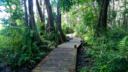 Walk under the canopy in the mangrove on a pathway on a wooden pontoon. Maison de la Mangrove, Guadeloupe
