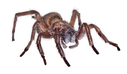 isolated dark brown wolf spider