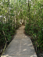 Adventure begins with a tramp in the mangrove swamp, starting with a long wooden pontoon between the trees. Trust the process. 