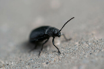 a black-bodied beetle on the ground in macro. selective focusing.