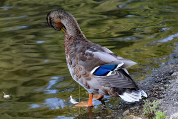 A closeup of a blue mallard duck sitting at the edge of a pond. The blue strip can be seen on the wing of the animal, this was glowing bright due to the bright sun and heatwave.