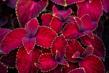 Plectranthus scutellarioides. Coleus Bloom Sun Chocolate Covered. garden wild plant