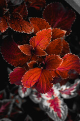 Plectranthus scutellarioides. Coleus Bloom Sun Chocolate Covered. garden wild plant