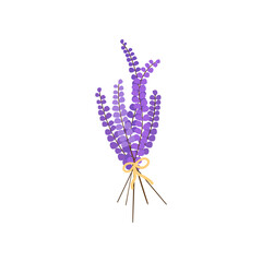 Bouquet of lavender. A bunch of fragrant flowers. Vector illustration of a bouquet of lilac color. Branches of flowers. Flat style lavender. Illustration with white isolated background.