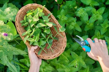 Harvesting mint leaves, woman's hands with pruner and wicker plate in garden