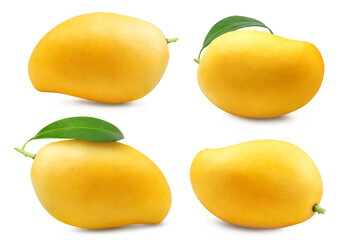 Mango isolated collection. Ripe yellow thai mango on white background. Tropical fruits.