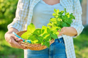 Harvesting mint leaves, woman's hands with pruner and wicker plate in garden © Valerii Honcharuk