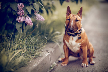 Ginger puppy miniature bull terriers sitting next to a lilac bush. - 523406878