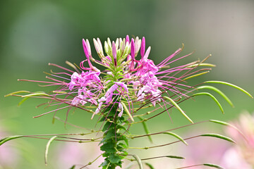 Spider flower