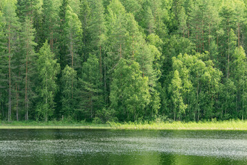 Summer forest by the lake. - obrazy, fototapety, plakaty