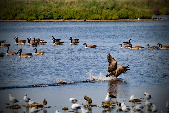 A Wonderful And A Rare Image Of A Canadian Goose Flying And Gliding Over A Lake At A Nature Reserve. The Massive Wingspan Is Visible In The Image As The Goose Hits The Water Of The Lake.