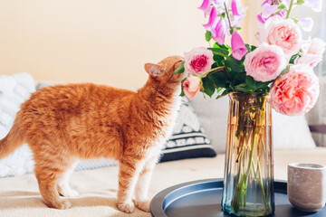 Ginger cat smelling bouquet of roses and foxgloves flowers put in vase on coffe table. Curious pet