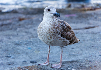 Close up of a brown seagull with black beak on the beach side, Capri, Italy.