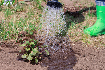 Watering peppermint with watering can in garden. transplanting and watering seedlings. close up