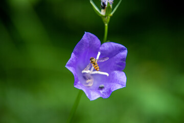 Blüte einer Glockenblume