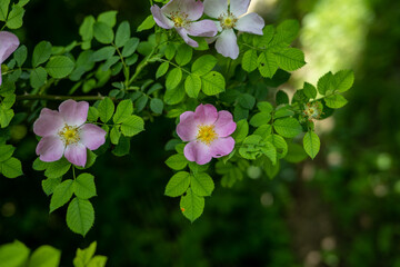 Blüte einer Heiderose