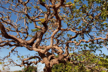 Fototapeta na wymiar Pequi tree (Caryocar brasiliense) from Brazilian cerrado biome on blue sky background and twisted trunk