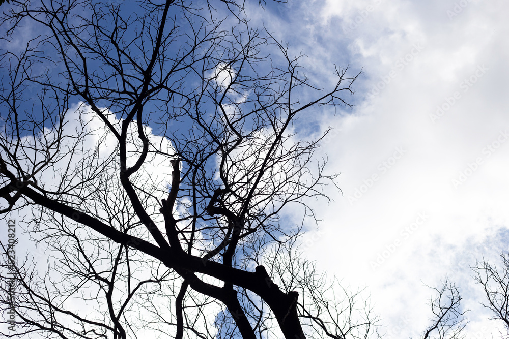 Wall mural dead branches tree silhouette with blue sky and cloud