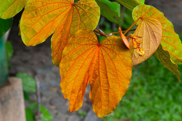 Bauhinia aureifolia or gold leaf bauhinia