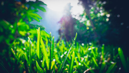 Dew drop on grass in the morning sun
