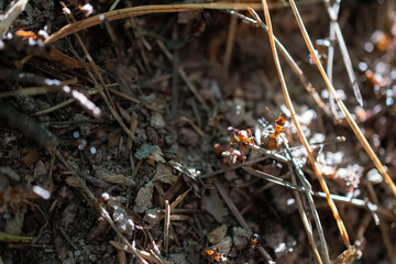 red ants work in an anthill. selective focusing.