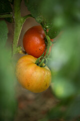 Tomatoes close up. Ripening tomatoes on branches in natural conditions.