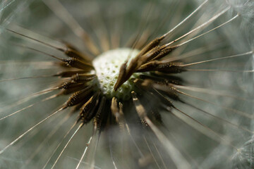 A beautiful dandelion in macro. selective focusing