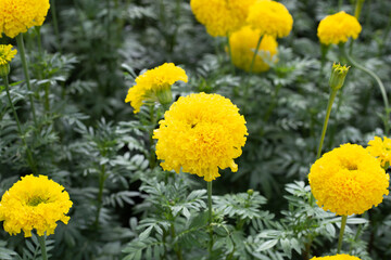 Yellow marigold flower in garden