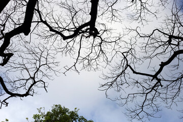 Obraz premium Dead branches tree silhouette with blue sky and cloud