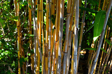 Yellow bamboo plant in the garden
