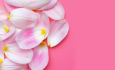 Naklejka na ściany i meble Tulip petals on pink background.